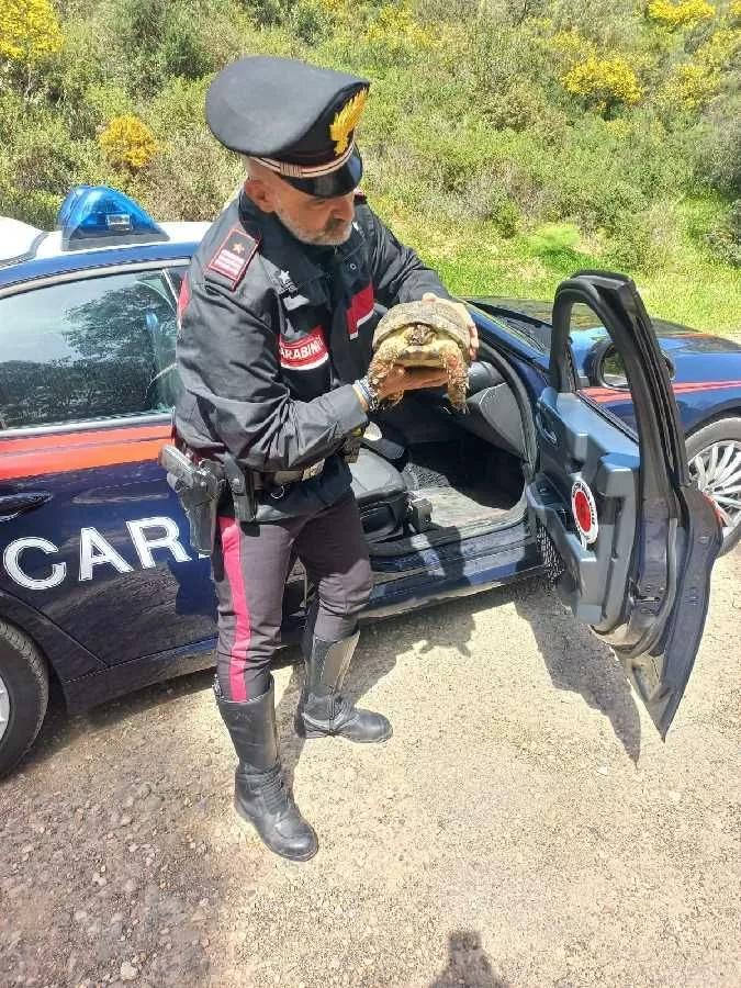 Iglesias. Carabinieri salvano una tartaruga di 50 anni, specie protetta e conosciuta anche come Testuggine Sarda