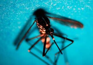 Da dengue a chikungunya esperti Oltre meta malattie tropicali presente in Italia