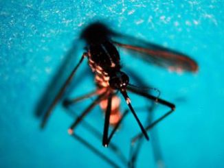 Boom West Nile in Italia nel 2022. Da salmonella a Escherichia coli su anche le altre infezioni