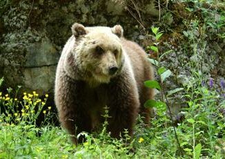 Trento turista straniero aggredito da un orso a Dro e ricoverato in ospedale