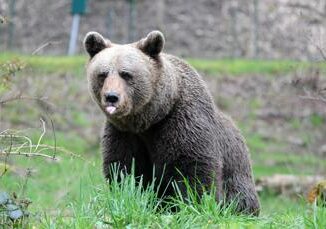 Orsa JJ4 trasferita in Germania la sua casa sara nella Foresta Nera