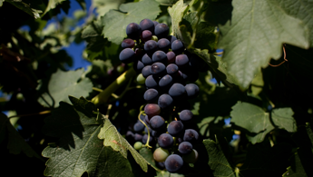 Barossa Valley e tempo di Cabernet Sauvignon