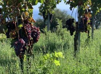 Elisabetta Abrami la produttrice che unisce lEtna e la Franciacorta con Il vino che viene dalla terra