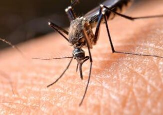 Dengue in Italia 306 casi da inizio 2023 il bollettino