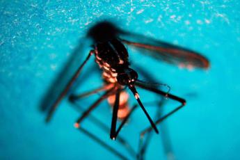 Dengue sintomi gravi anche con prima infezione lo studio