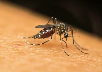 Dalla Dengue alla West Nile in Europa crescono le infezioni veicolate dalle zanzare