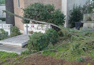 Al cimitero Flaminio furti degrado e cinghiali tra lapidi Cosi nostri cari muoiono due volte