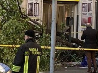 Donna uccisa da platano a Roma lagronomo Alberi troppo vecchi fare come a Parigi