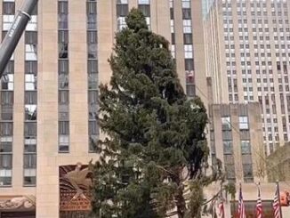 New York torna lalbero al Rockefeller Center