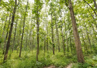 Quanto costa creare un nuovo bosco