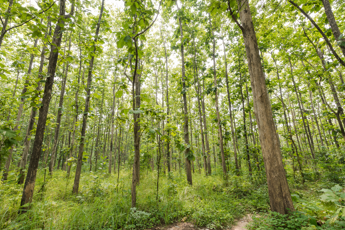 Quanto costa creare un nuovo bosco