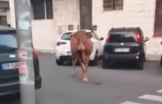 Roma dopo il leone tocca a un vitello animale in fuga tra le auto a Vitinia Video