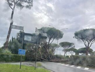 Roma grande pino cade a Casal Palocco