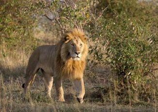 Roma scatta lallarme un leone fugge dal circo a Ladispoli