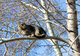 Spara a un gatto e lo fa sbranare dai suoi cani video virale sui social