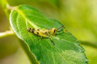 Ogni anno consumiamo 500 grammi di insetti nascosti alert su allergie