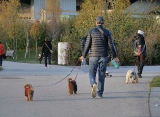 Cani grandi e piccoli ecco chi vive di piu e che malattie rischia