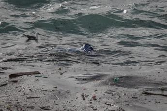 Dai rifiuti plastici alla tela di ragno arrivano i batteri verdi