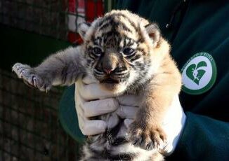 Fiocco rosa al Bioparco di Roma nata cucciola di tigre di Sumatra