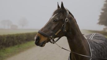 Io sono Varenne il figlio del vento il docu film sul cavallo piu vincente del mondo