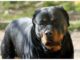 Perugia bimbo di 5 anni aggredito da rottweiler e in prognosi riservata