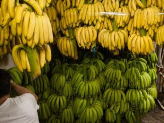 Russia tensione con Ecuador stop di Mosca a import banane ecco perche