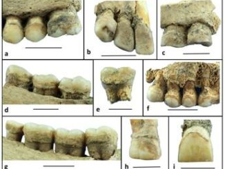 Tartaro di 6mila anni fa rivela dieta neolitica