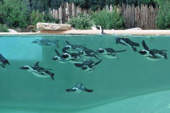 Torna la Giornata mondiale della Fauna selvatica al Bioparco di Roma il digitale a tutela della biodiversita