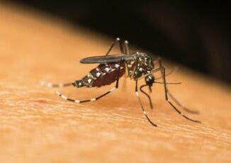 Dengue la zanzara tigre si risveglia. Priorita combatterla ora