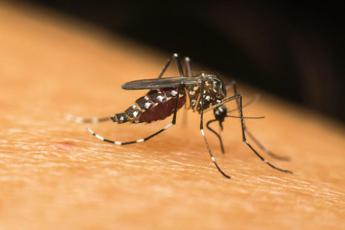 Dengue la zanzara tigre si risveglia. Priorita combatterla ora