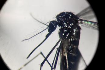 Dengue record di casi nelle Americhe Oltre 3 milioni da inizio anno