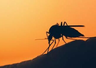 Malaria in Veneto paziente tornato da viaggio allarme rientra