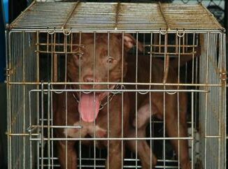 Bimba di 2 anni aggredita da pitbull a Milano ricoverata in codice rosso