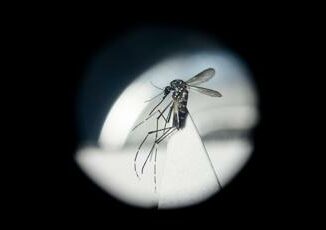 Dengue in Italia da studio bussola per prevenire possibili focolai