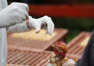 Aviaria un morto in Messico era primo caso umano al mondo da virus H5N2