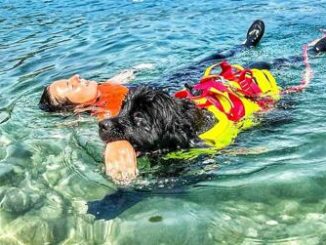 Estate Sics Cani salvataggio pronti a tuffarsi per sicurezza spiagge italiane e laghi