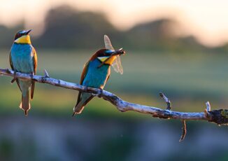 Giornata Mondiale della Biodiversita essere parte del piano per il futuro del pianeta