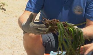 Lanciata da Coop Foresta Blu nuova campagna per protezione praterie di Posidonia