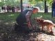 Leo il cane cieco campione nella ricerca del tartufo ecco la sua storia