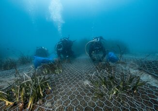 Findus al lavoro con One Ocean Foundation per preservare gli ecosistemi marini