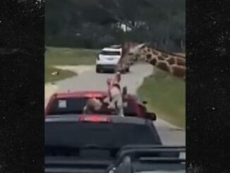 Giraffa afferra bimba durante il safari attimi di paura in Texas Video