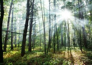 Ripristino della natura Ue approva la legge Italia vota contro scoppia il caso Austria