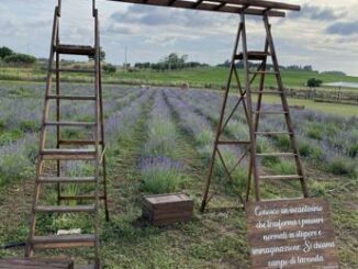 Ritorna la Festa della Lavanda a Roma