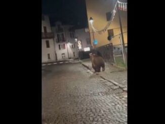 Trento lorso si aggira per Male dopo la festa della scuola Video