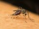 Dengue probabile caso in provincia di Firenze