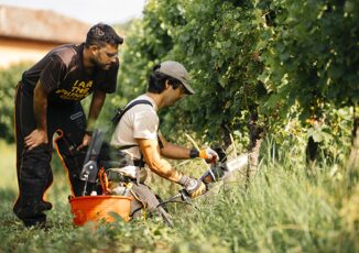 Vino a scuola di dendrochirurgia in vigna per combattere il mal dellesca con SimonitSirch