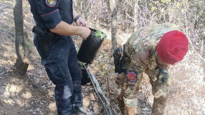 ritrovamento di canapa indiana a Jerzu