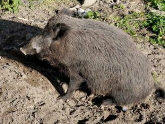 Bambino morso da cinghiale in spiaggia alla Maddalena