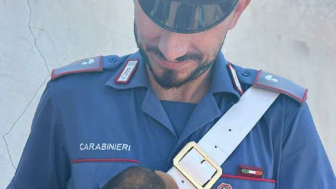 Carabinieri salvano 120 cani custoditi in un canile abusivo a Quartu Sant' Elena