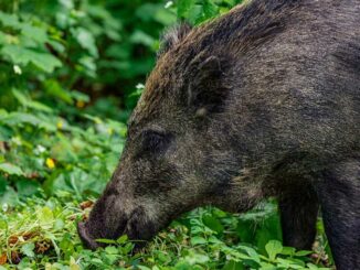 Cinghiale